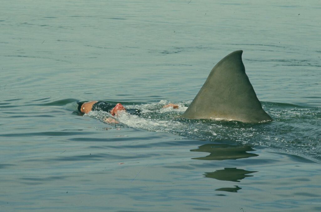 FC Hyena - Jaws-50th-anniversary-re-issue-_st_6_jpg_sd-low_2025-universal-studios-all-rights-reserved